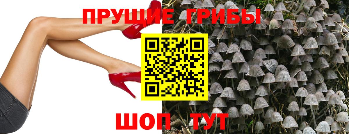 Галлюциногенные грибы Psilocybine cubensis Кировск